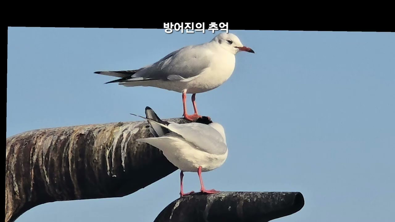 #방어진항 #갈매기 #가자미 #바다여행 #일상기록