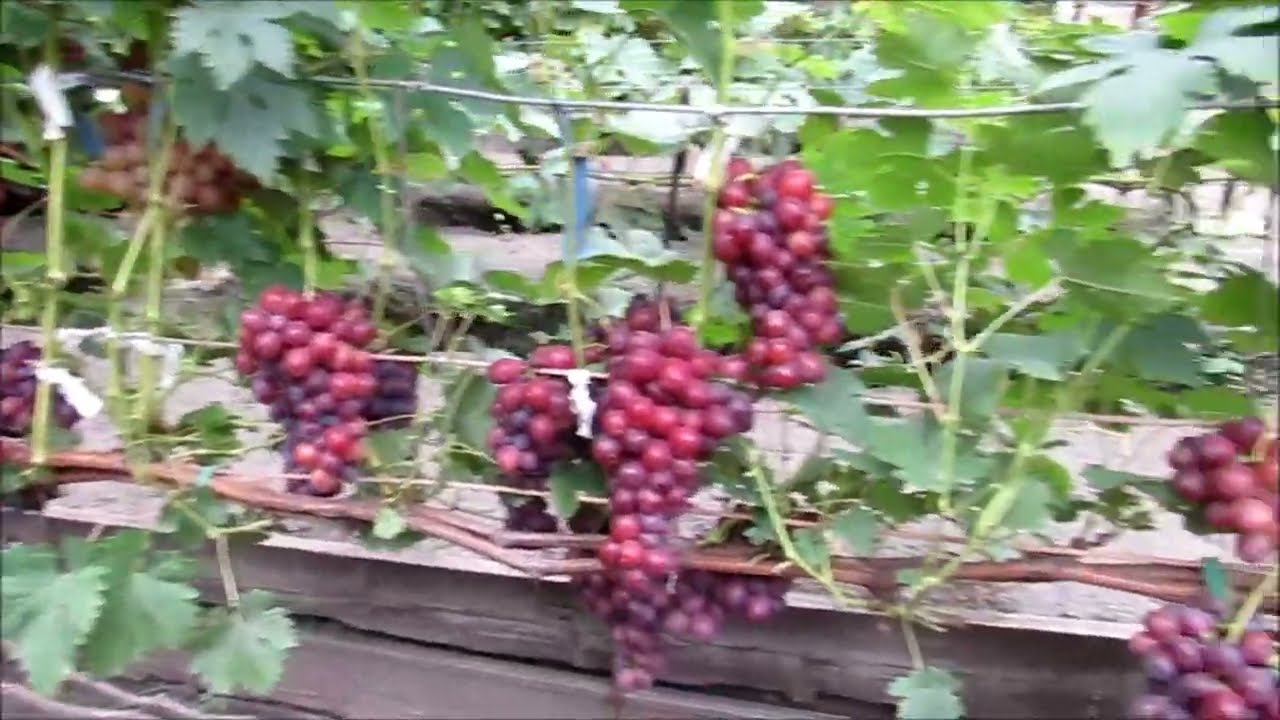 20.08.2025.  Виноградный винегрет на даче Сергея Дьякова г.  Липецк  (Часть 1).