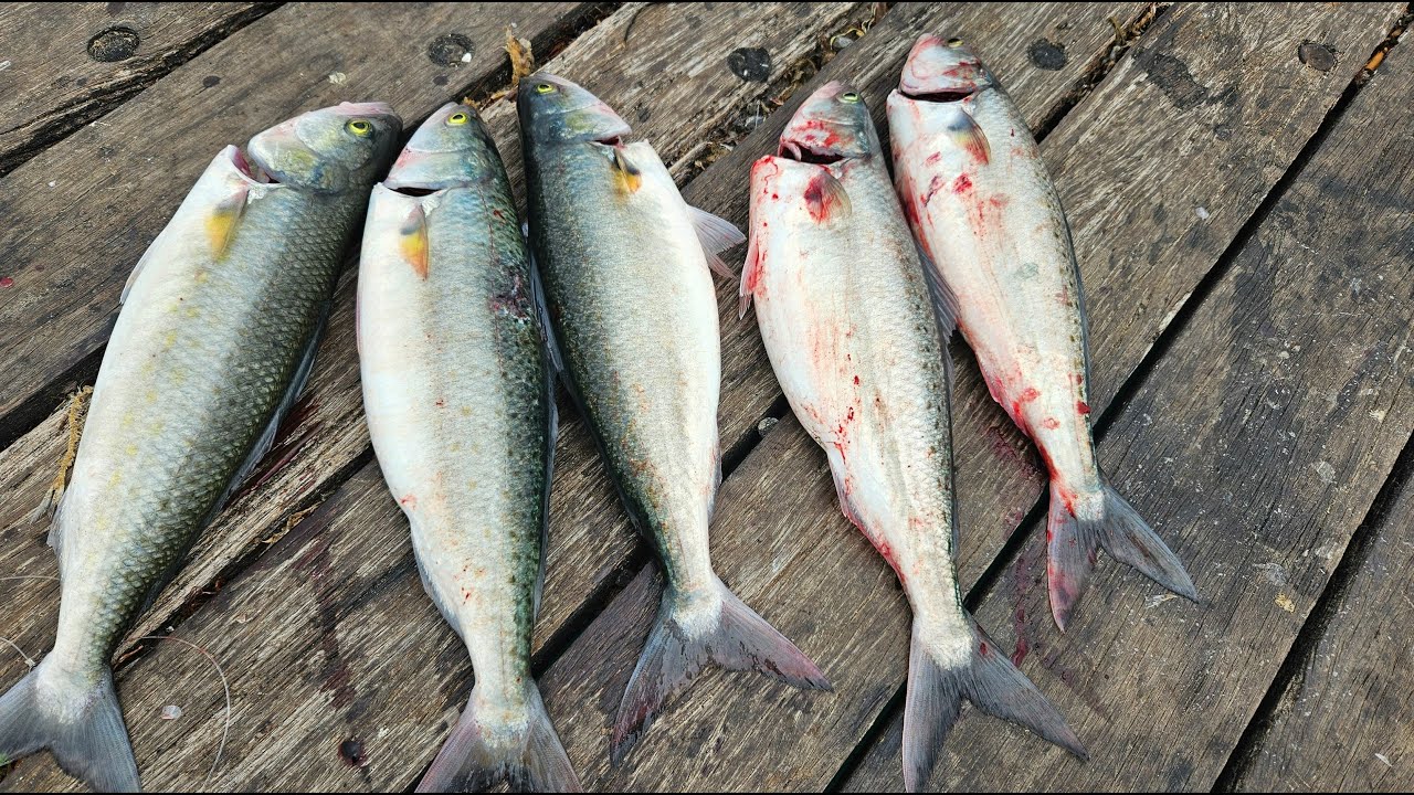 Great Ocean Road Lorne Pier lots of Salmon on lure
