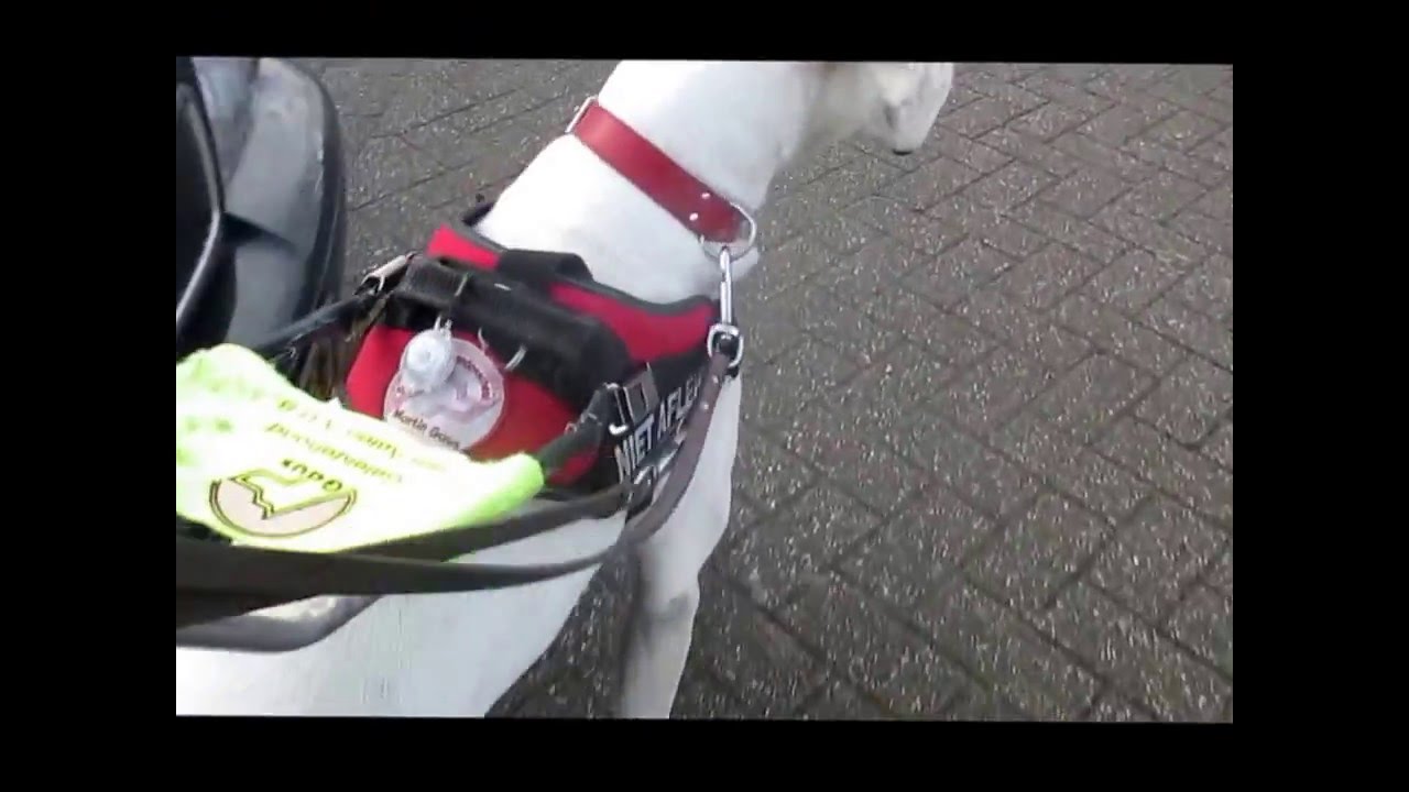 Chevy aspirant geleidehond aan het werk 27 februari 2016