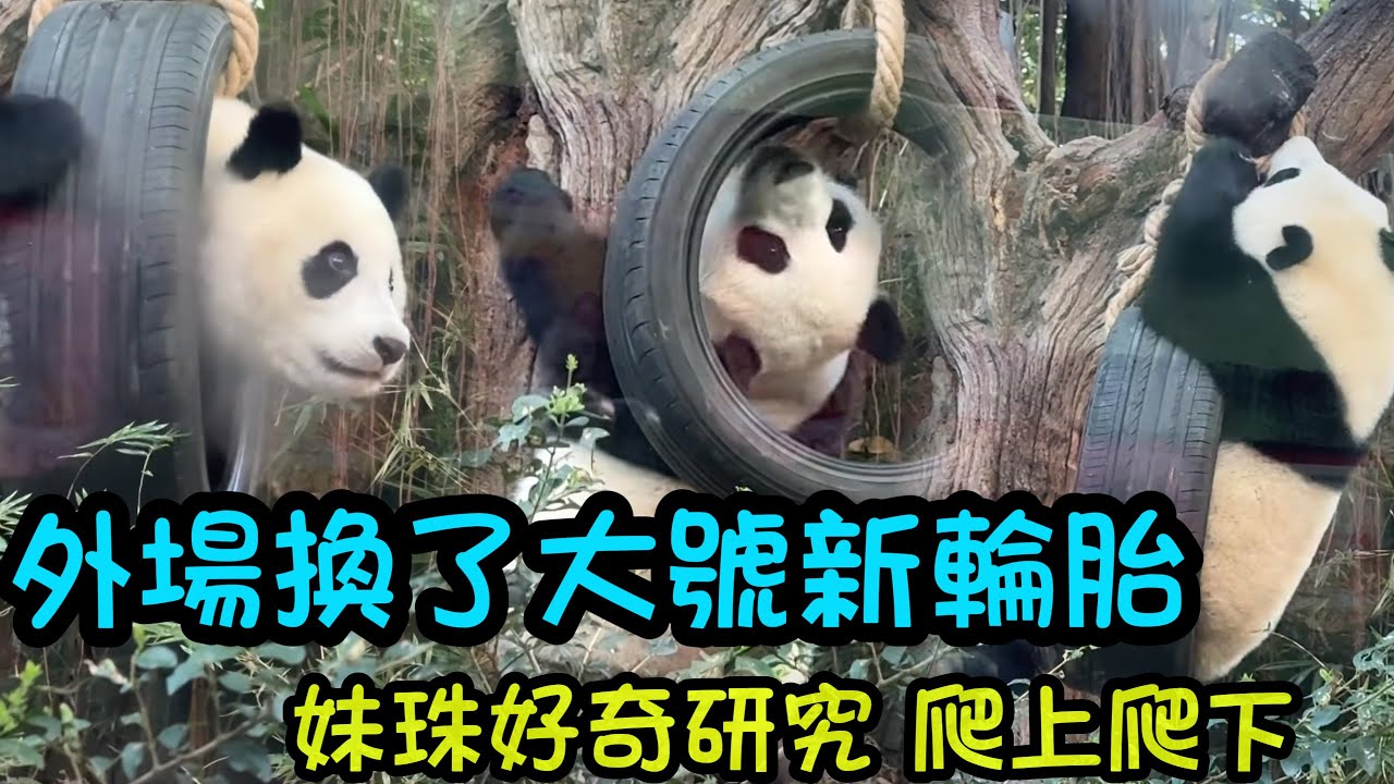 2月6日 妹珠外場的輪胎換了，從三個換成了一個大號輪胎，妹珠好奇鑽上攥下探索#panda #cutepanda  #熊貓妹珠