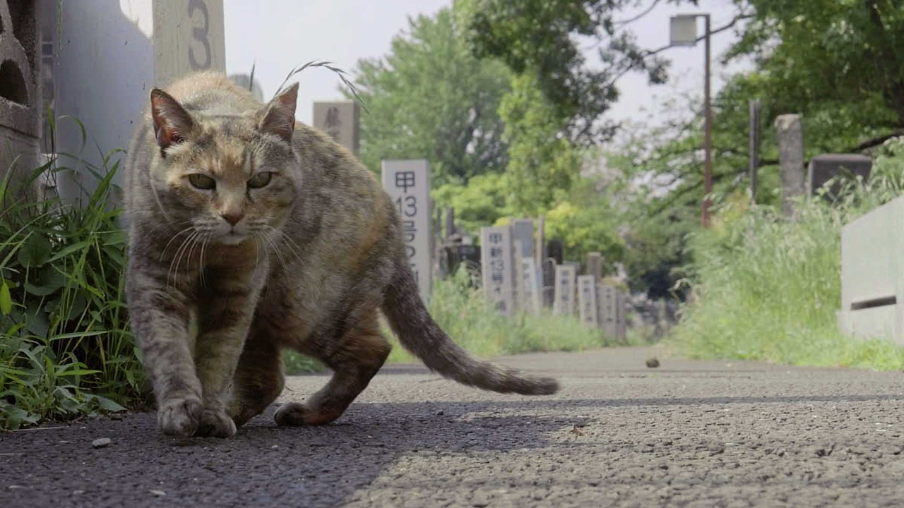 ノラ猫が駆け寄ってきた理由