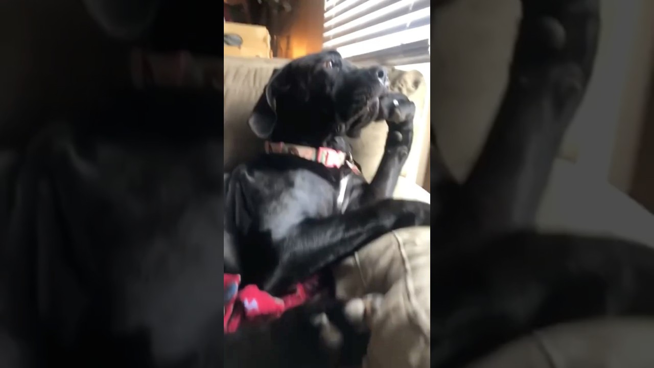 Dogs Acting Like Humans👀 