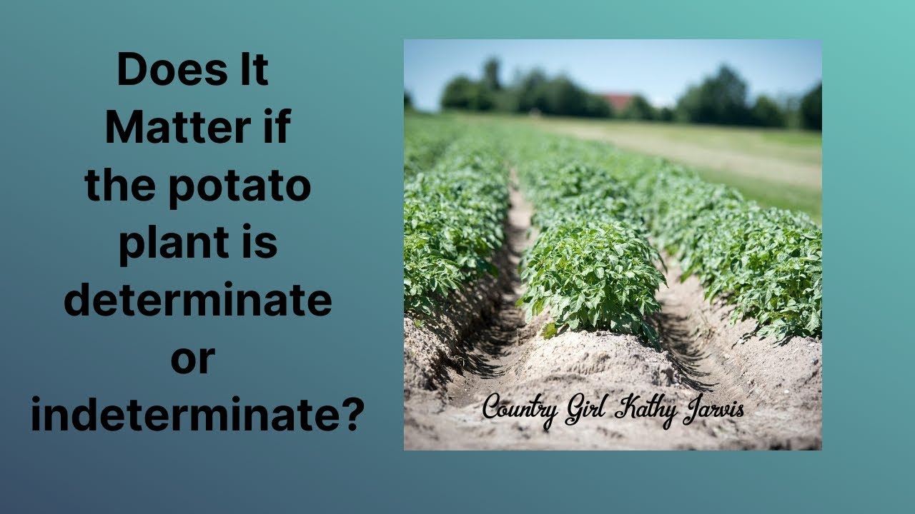 Determinate and Indeterminate Potatoes