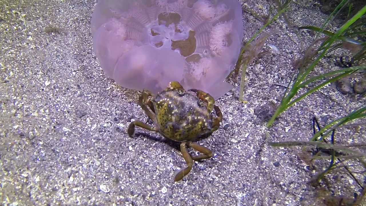 Krabba &auml;ter manet