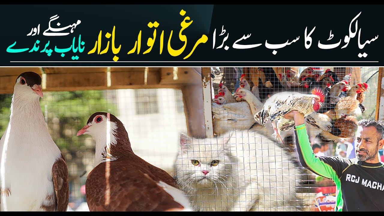 Biggest Sunday Bird Market of Sialkot Pakistan | Sunday Murgi Bazar | Sialkot Plus