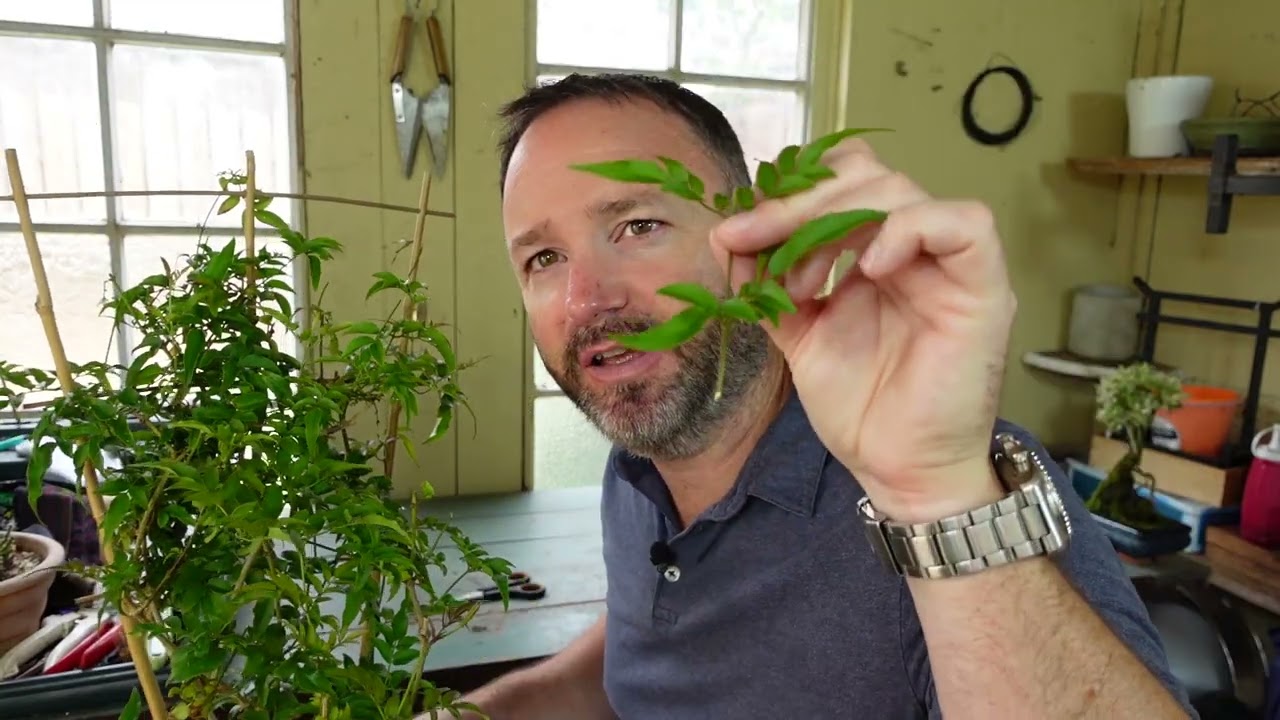 White Star Jasmine Summer Update & Flowering Tips - Jasminum polyanthum