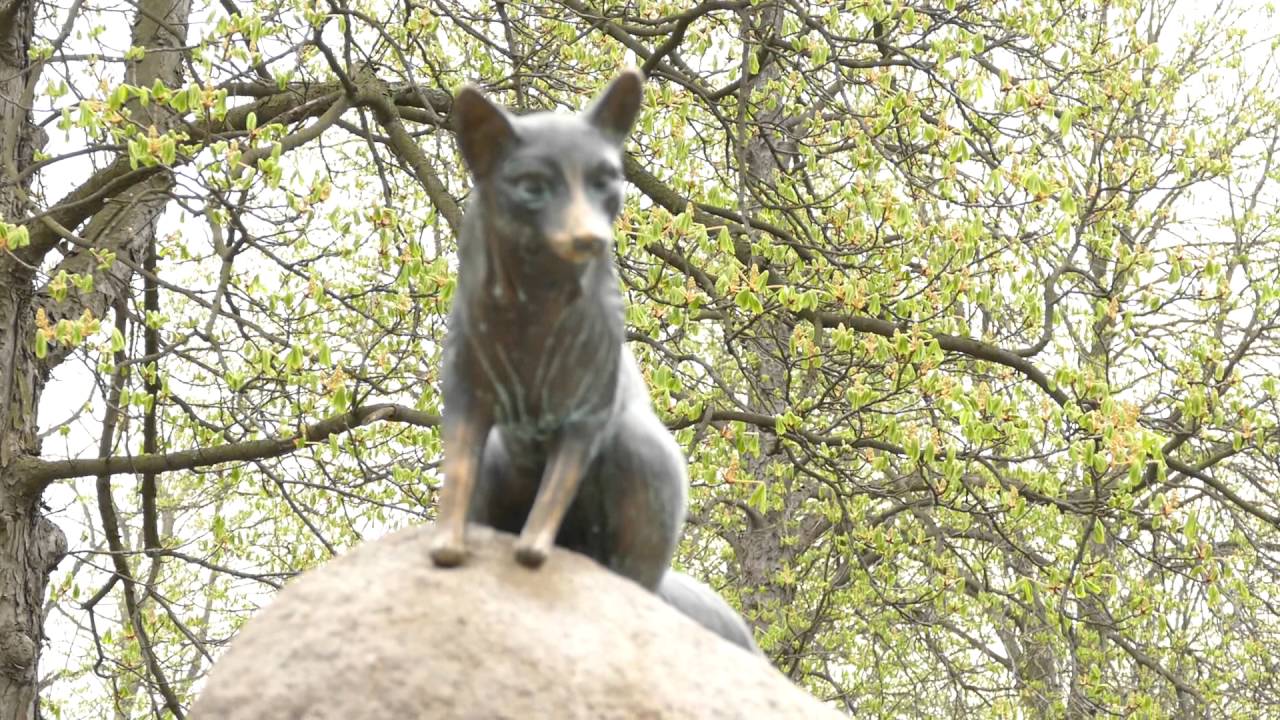 Li&scaron;ka Bystrou&scaron;ka v Hukvaldsk&eacute; oboře.