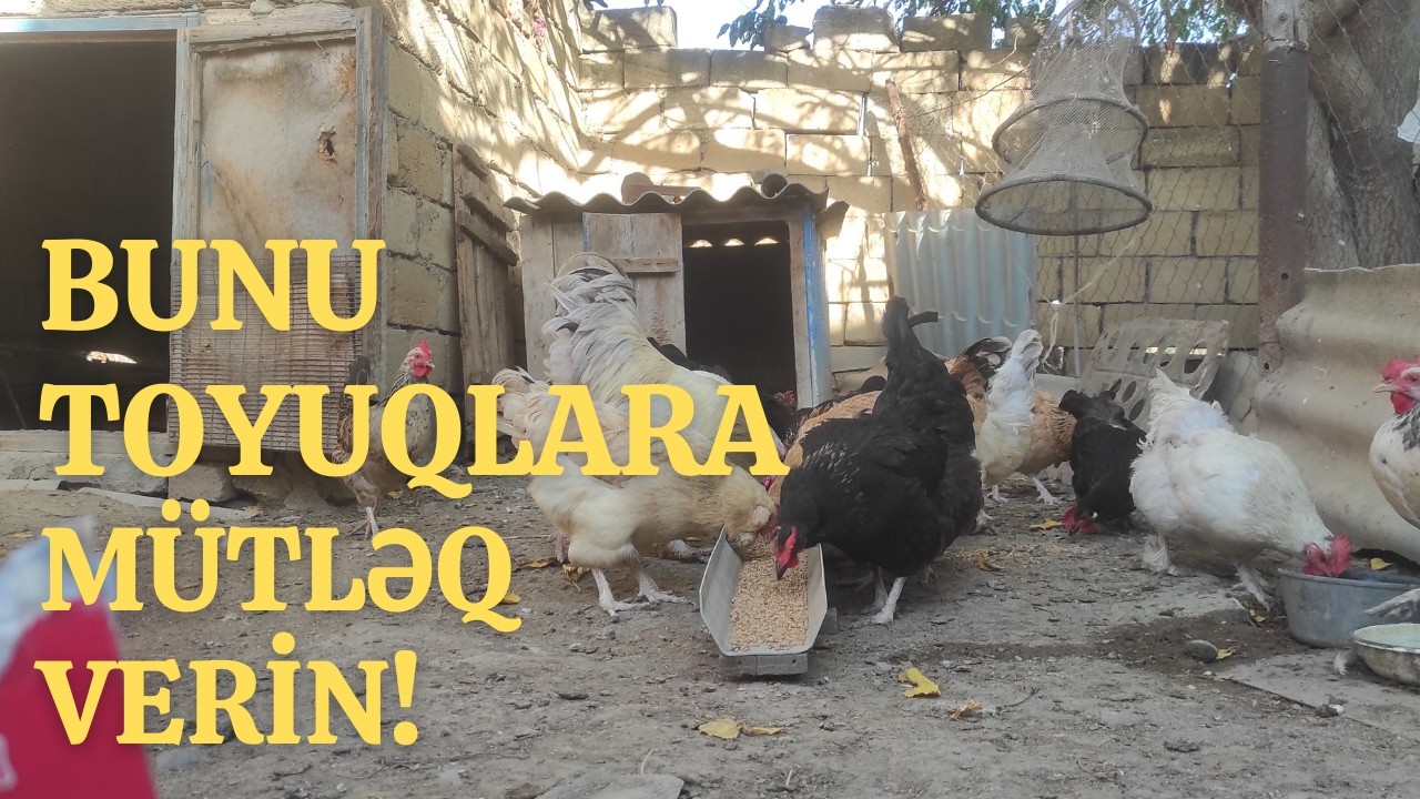 Bu qarşım içən toyuq xəstələnməyəcək!