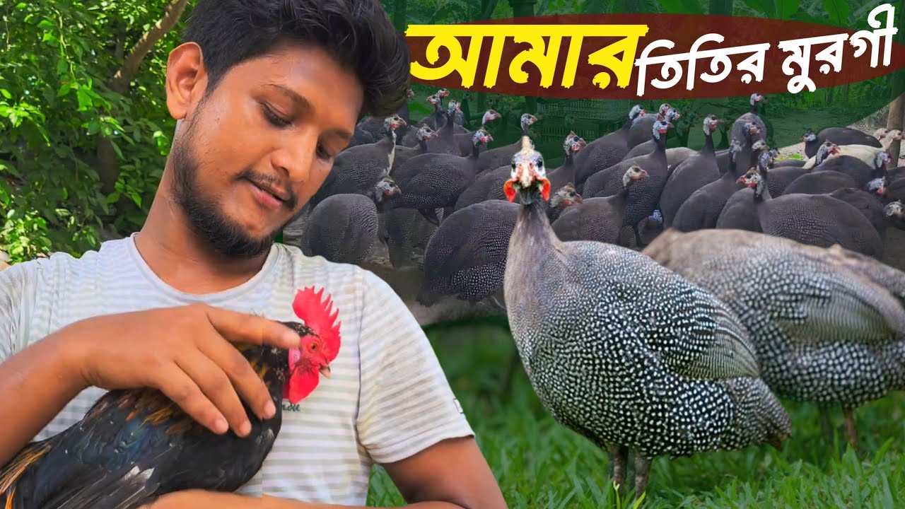 আমার সমন্বিত খামারে নতুন সদস্য তিতির মুরগি যুক্ত হলো | Sojib Brother