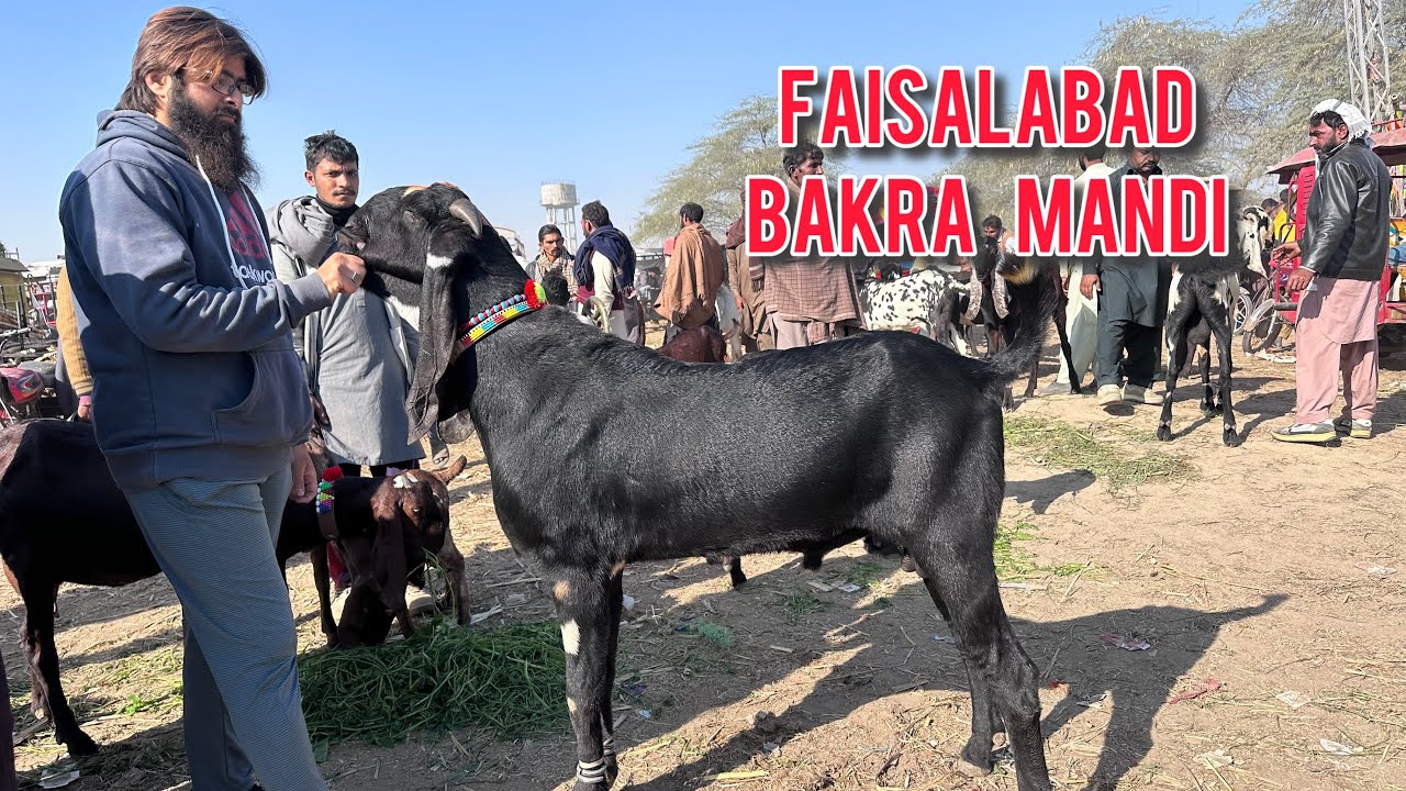 Faisalabad Bakra Mandi new updates || Haji goat farm || Bakra Mandi Faisalabad || Qurbani 2026 