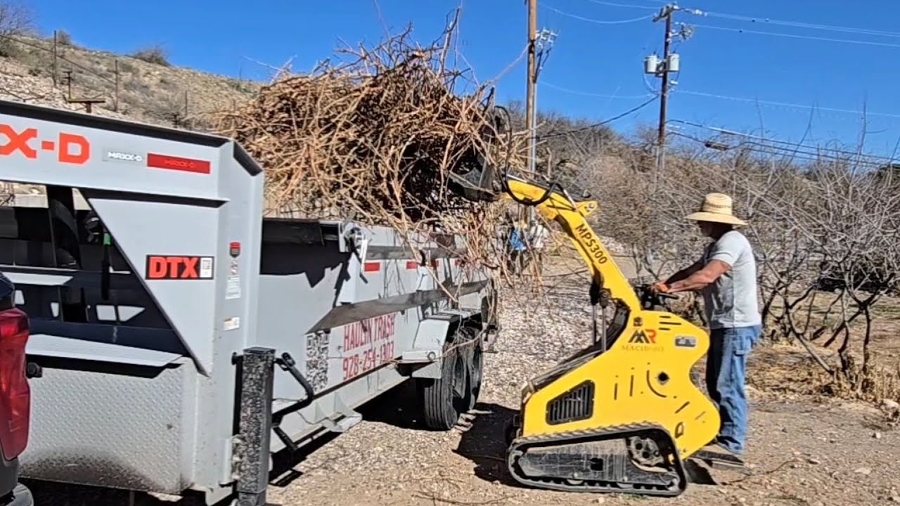 Loading and dumping grape vines from a local vinyard!  ##haulintrash ##miniskidsteer ##dumptrailer 