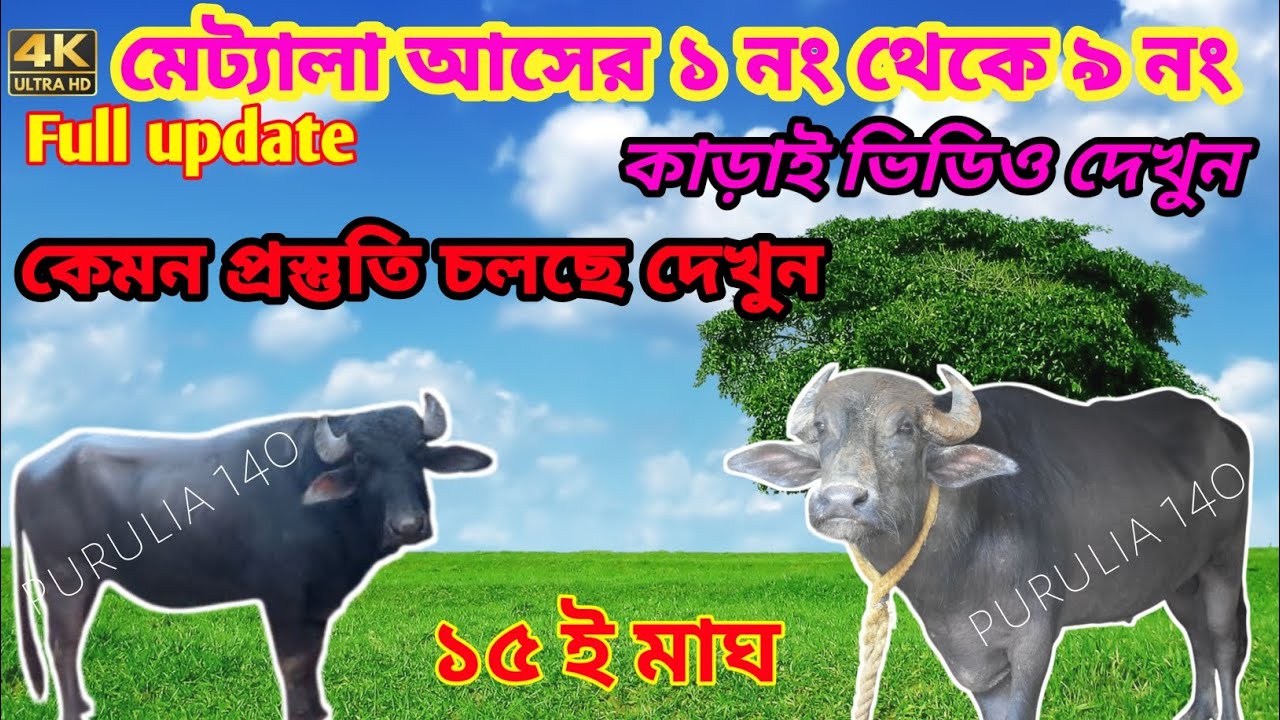মেট্যালা আসের ১ নং থেকে ৯ নং কাড়া | কেমন প্রস্তুতি চলছে দেখুন হাইভোল্টেজ আপডেট লড়াই ডেট:- ১৫ মাঘ