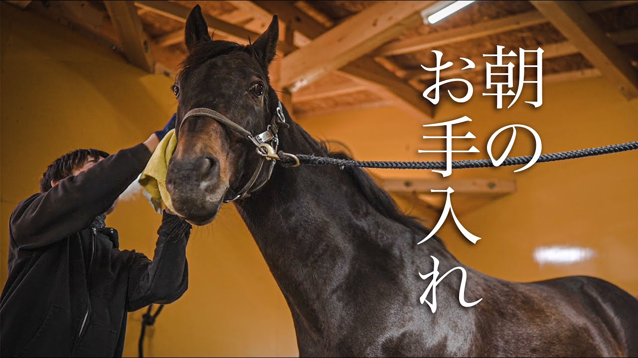 タニノギムレットら名馬たちの朝の手入れの様子｜ヴェルサイユリゾートファーム