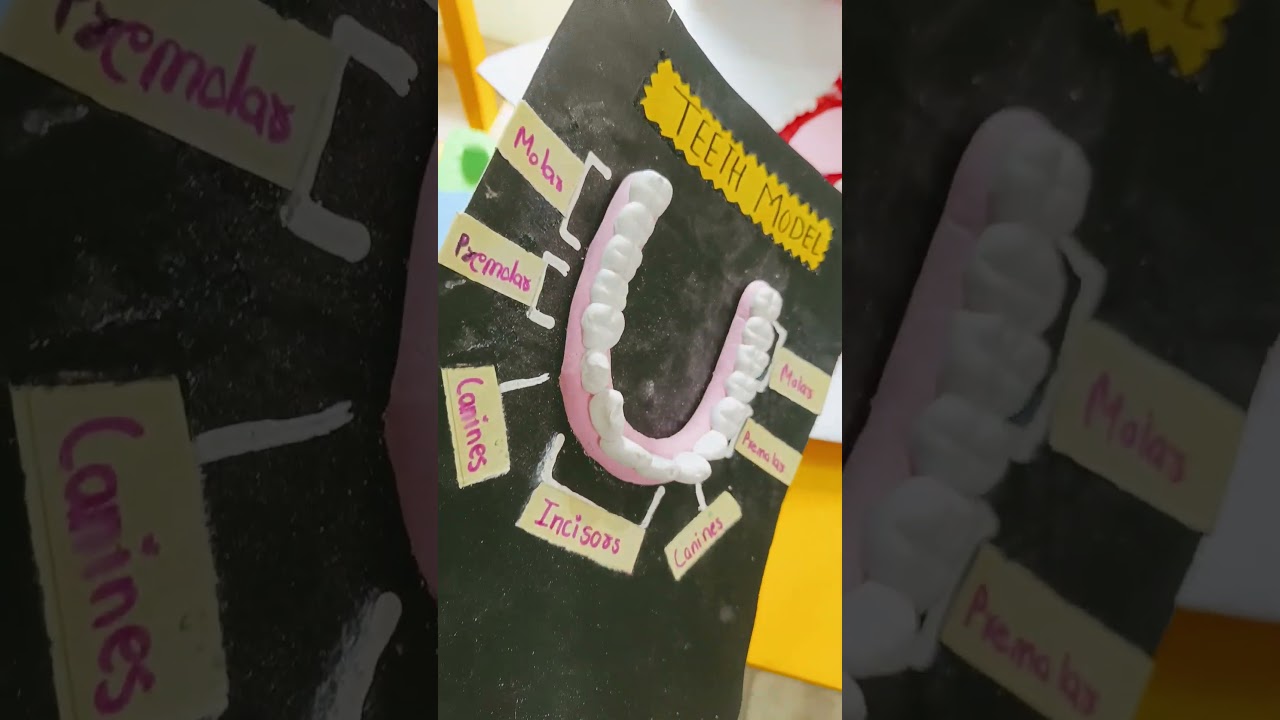 Types of teeth #science #sciencefacts #teeth #yt #project #school #schoollife #schoolproject #art