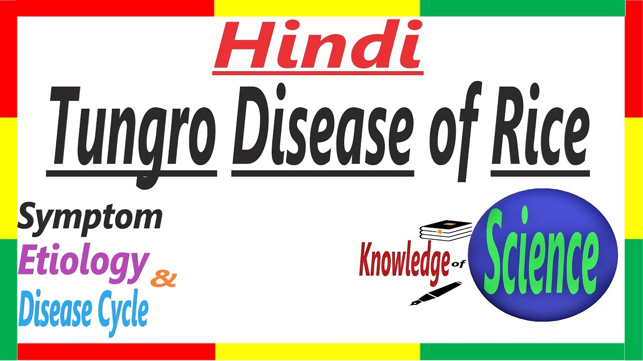 Tungro Disease of Rice, History, Symptom, Etiology& Disease Cycle| RTBV&RTSV | Tungro Virus | PAC #9