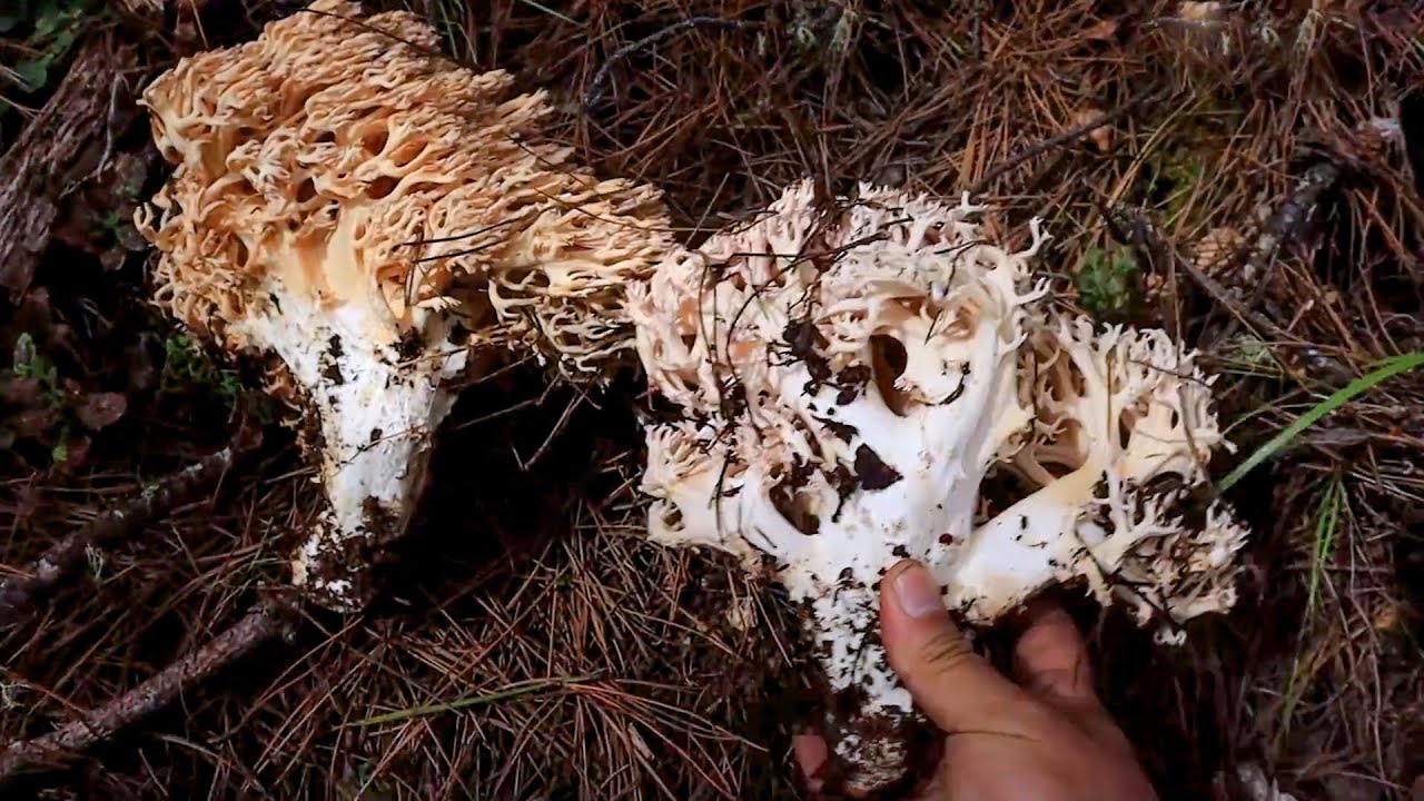 阿飞的捡菌子日常，今天的珊瑚菌超大个