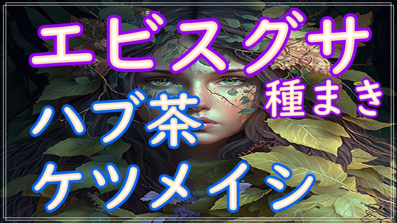 【エビスグサ】の種まき🌱ハブ茶・ケツメイシ🌱ツルニチニチソウとの格闘💪家の北側の土壌改良がてら、健康茶と緑肥をGETする🌼野菜・お花・ハーブを混植🧚&zwj;♀&zwj;マジカルガーデン🌱 食べる庭 夏野菜 園芸