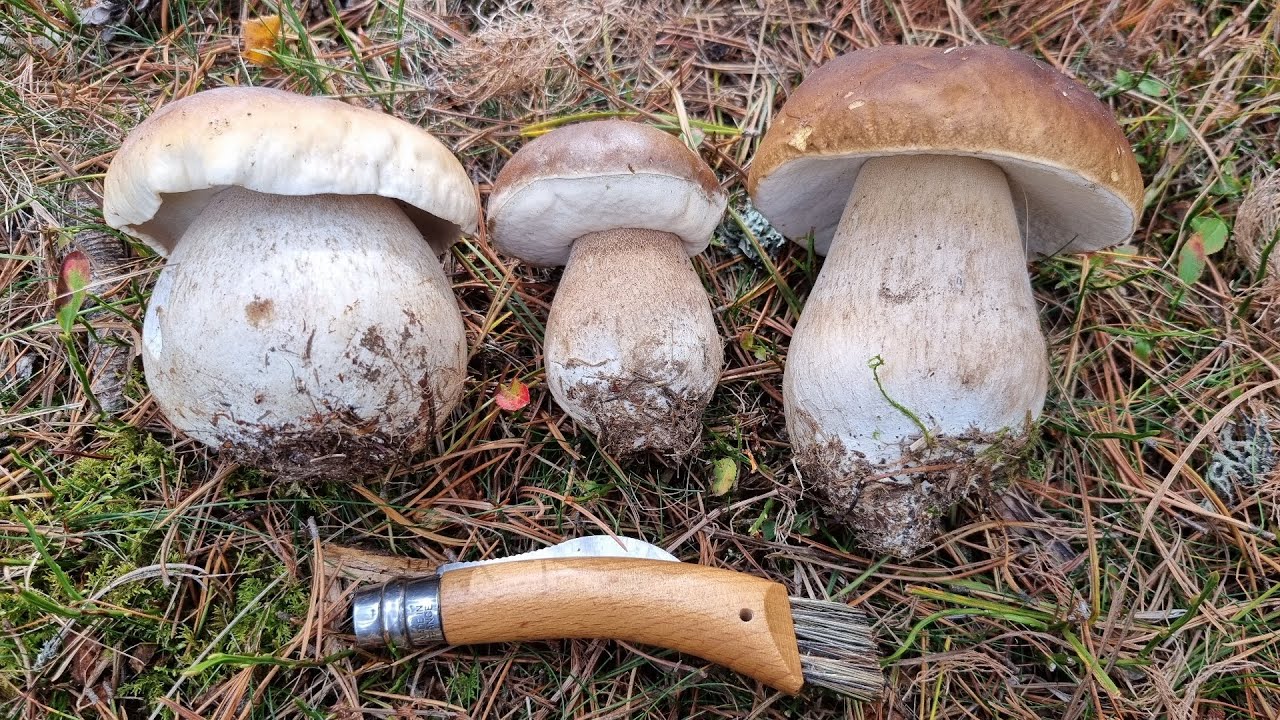 Cèpes dans les Pyrénées 🤩 Du jamais vu en altitude un 27 Octobre !