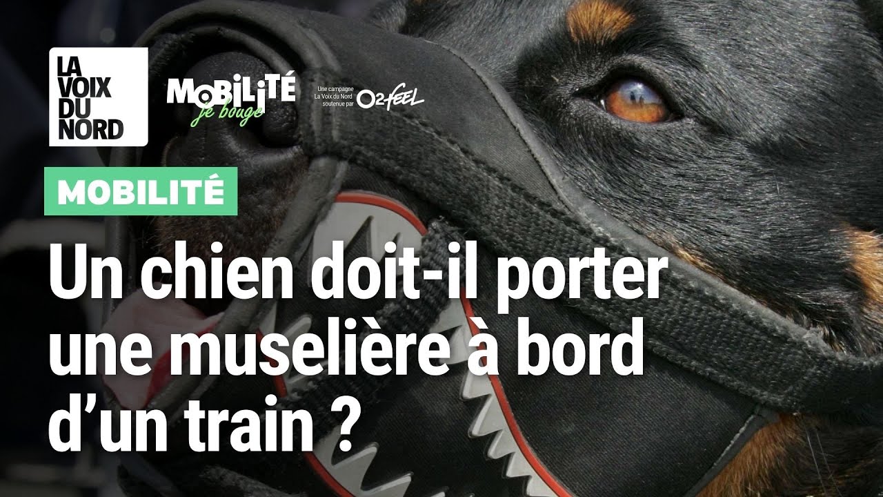 Une muselière dans le train : est-ce obligatoire pour mon chien ?