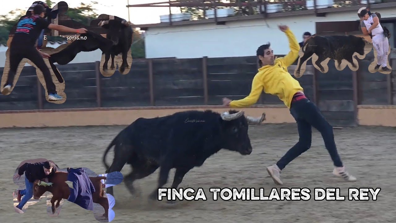 Capea en Tomillares del Rey ,Candeleda (Avila) 8 Noviembre 2025