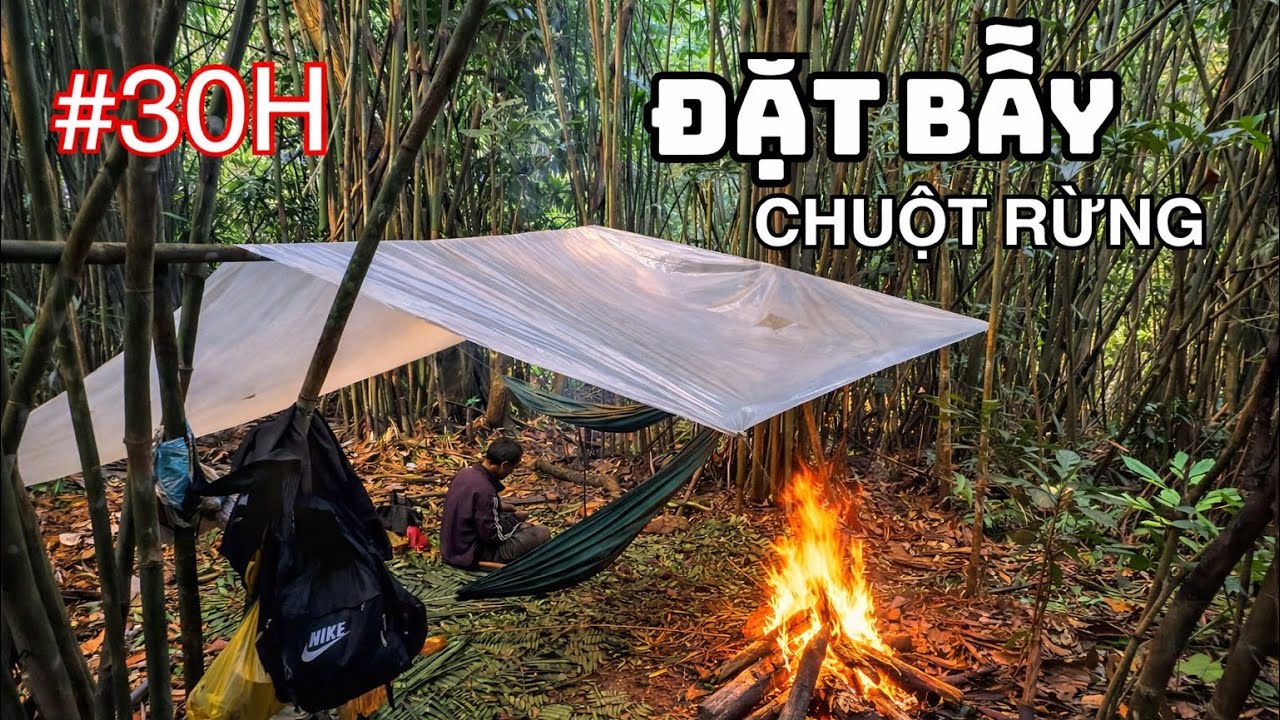 30h V&agrave;o Rừng Đặt Bẫy Chuột Rừng, Dựng L&aacute;n Sinh Tồn Giữa Rừng Hoang D&atilde; | 30h Set Traps In The Forest
