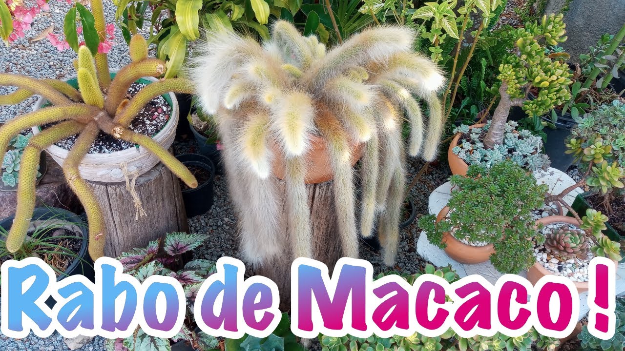 Replante do Cacto Rabo de Macaco.