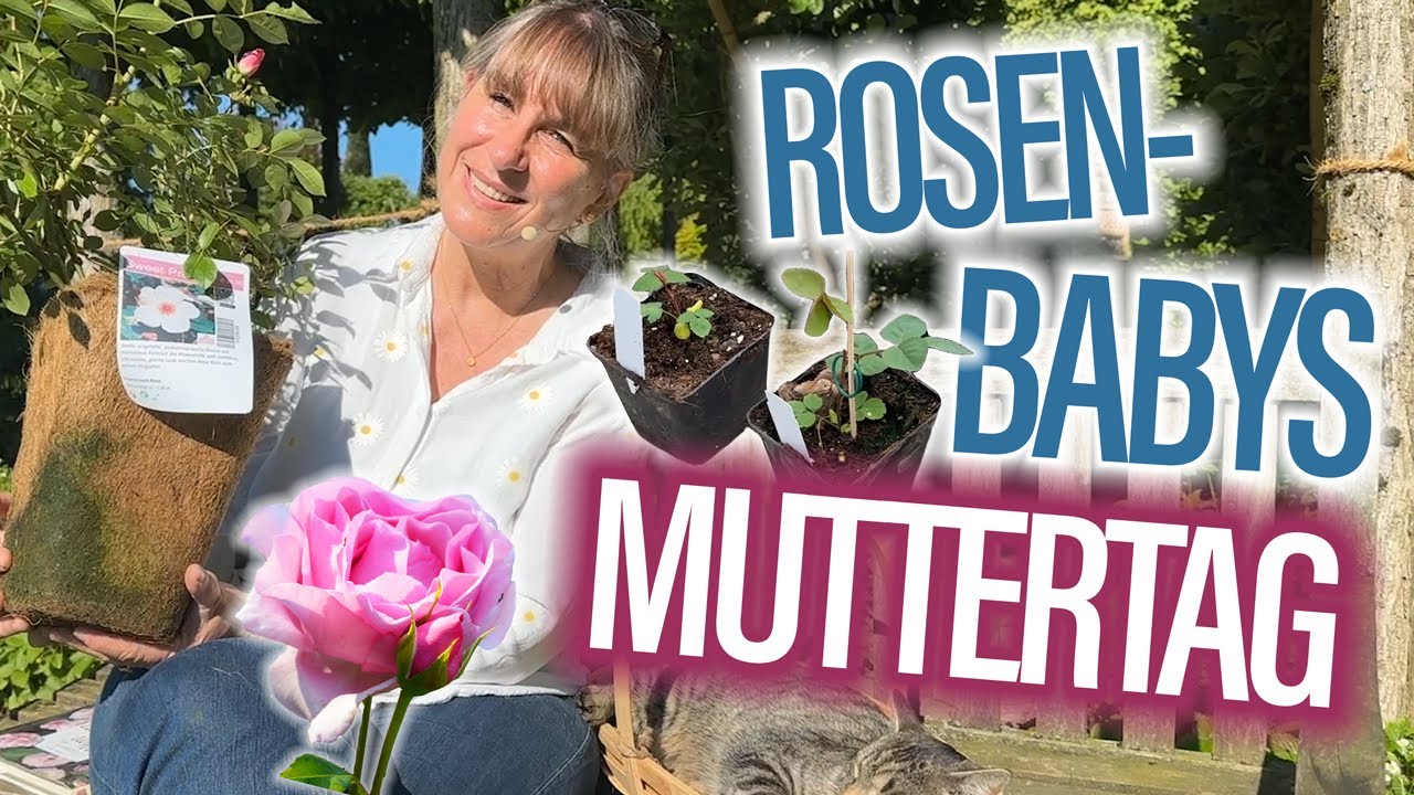 Muttertag mit ROSEN: Geheimnisse der Rosen-Zucht 🌷 - und wie die "ROSEN-Babys" ihren Namen erhalten: