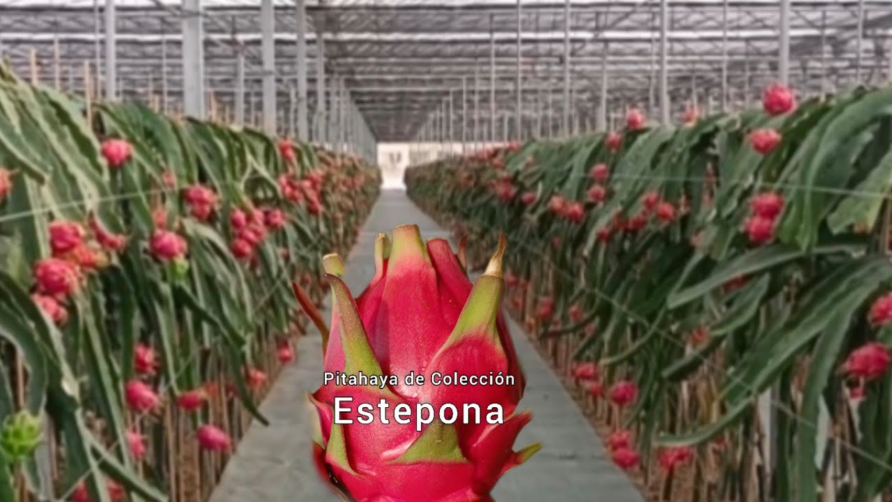 Visitamos una enorme plantación de pitahaya, cultivo de alta densidad 💪🏽