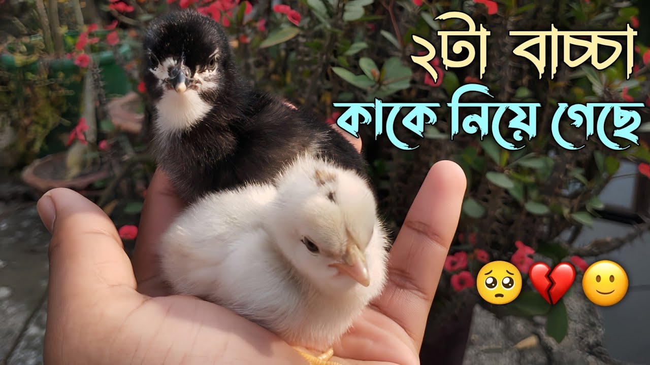 ২টা বাচ্চা কাকে নিয়ে গেছে, কিন্তু কীভাবে..? 🥺💔 #মুরগির_বাচ্চা #মুরগিপালন #দেশিমুরগি