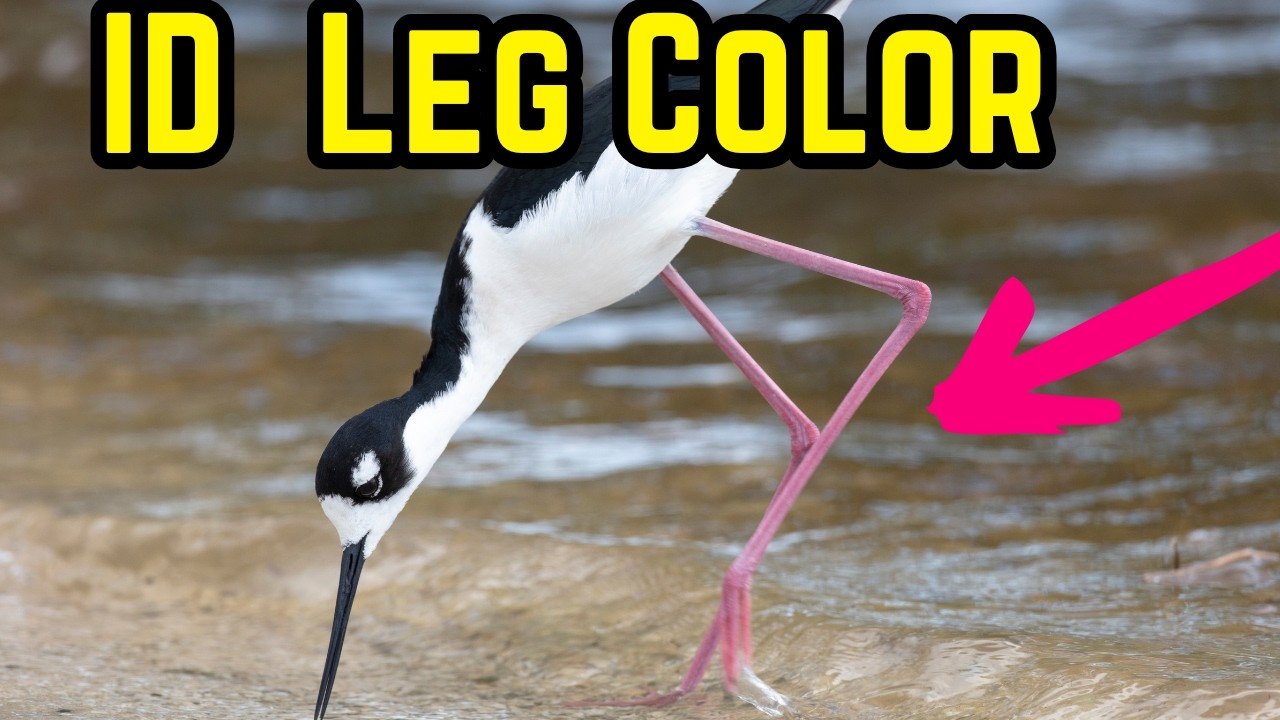 How to ID Shorebirds With Pink Flesh Colored Legs