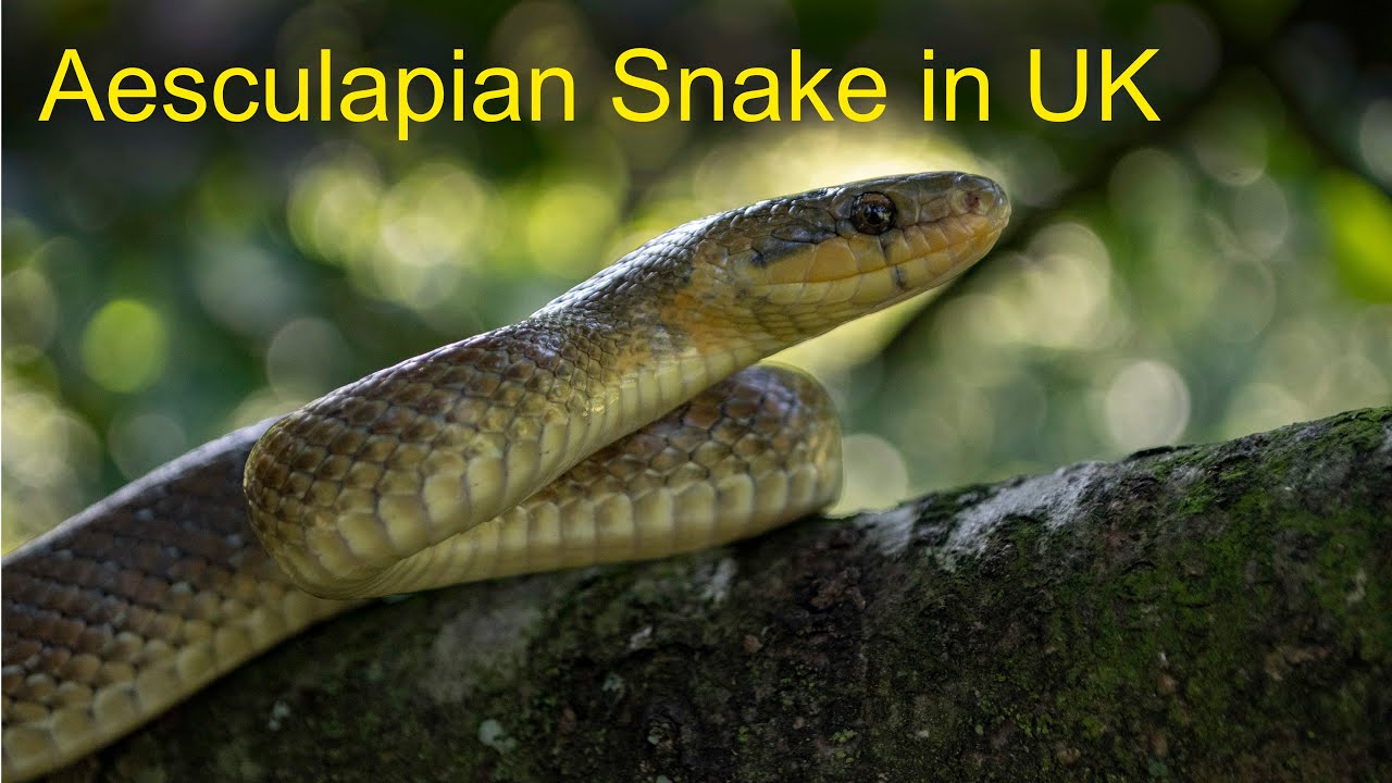 Aesculapian Snake (Zamenis longissimus) - European Herptile