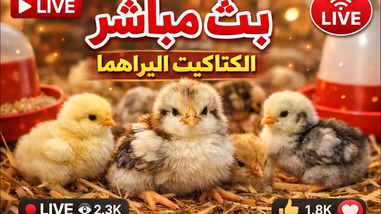 مباشر: أصوات وحركات الكتاكيت الطبيعية 🐥
