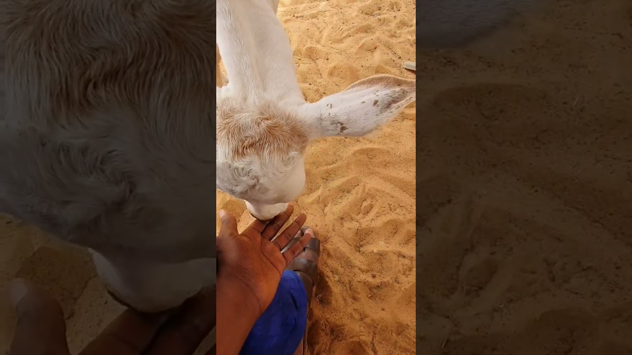Gele Dangarou Ba Abdoul Hamadi