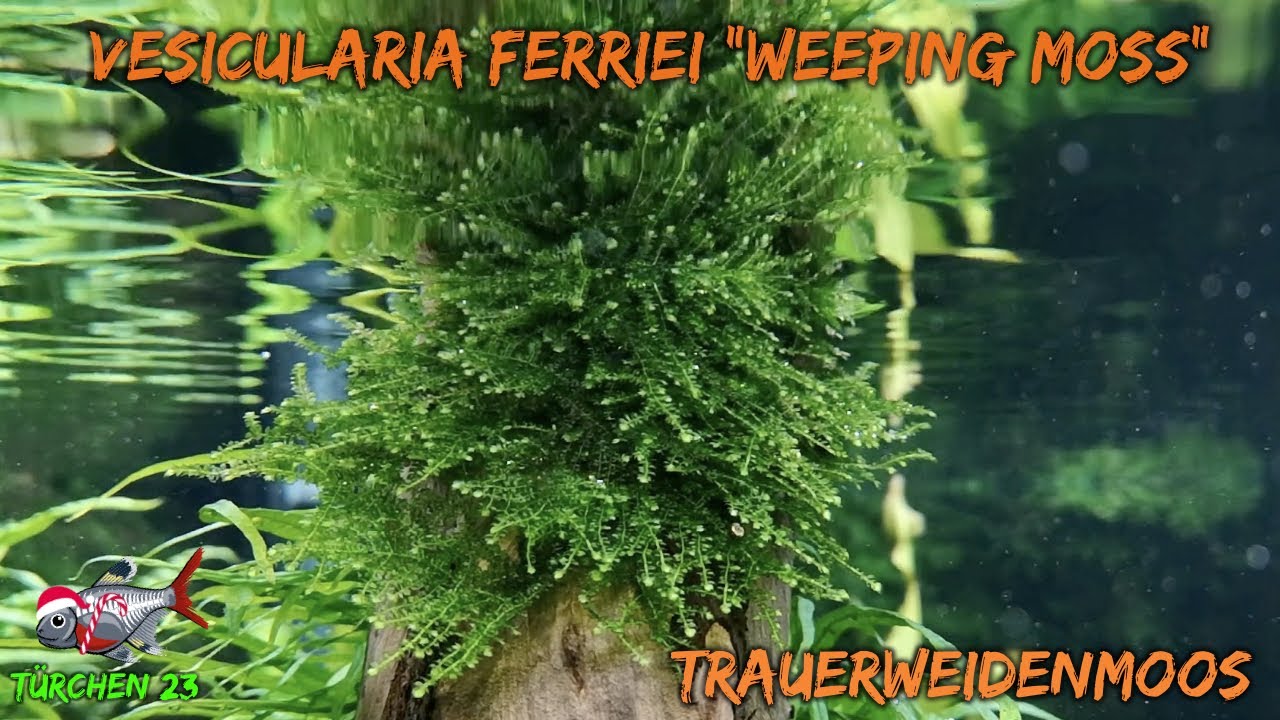 Das Trauerweidenmoos - Vesicularia ferriei 