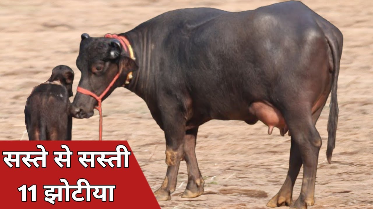 सस्ते से भी सस्ती 11 झोटियाँ, एक ही जगह बिक्री के लिए उपलब्ध || Deepanshi Dairy Farm (8295956415)