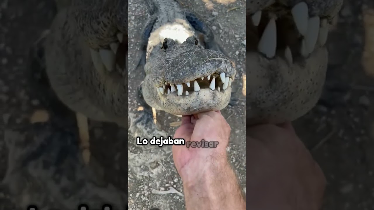 Un grupo de cocodrilos tan leales y cari&ntilde;osos como los perros #animales #shorts
