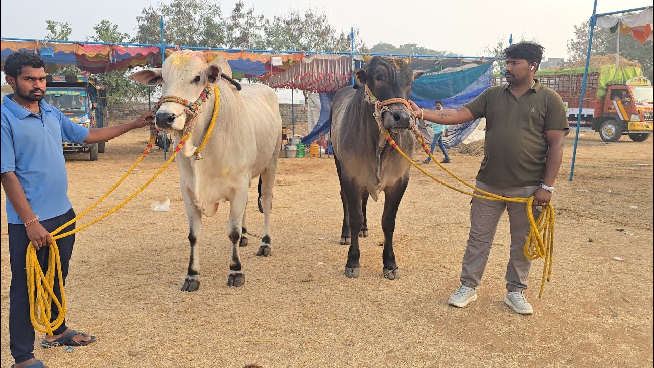 రెంటచింతల ఆరుపళ్ళు 4జత.MKM Bulls మేస్త్రి ఖాదర్ మస్తాన్ (యోధ).అలా రాజేష్ లక్ష్మి యాదవ్ గారు.రుద్ర