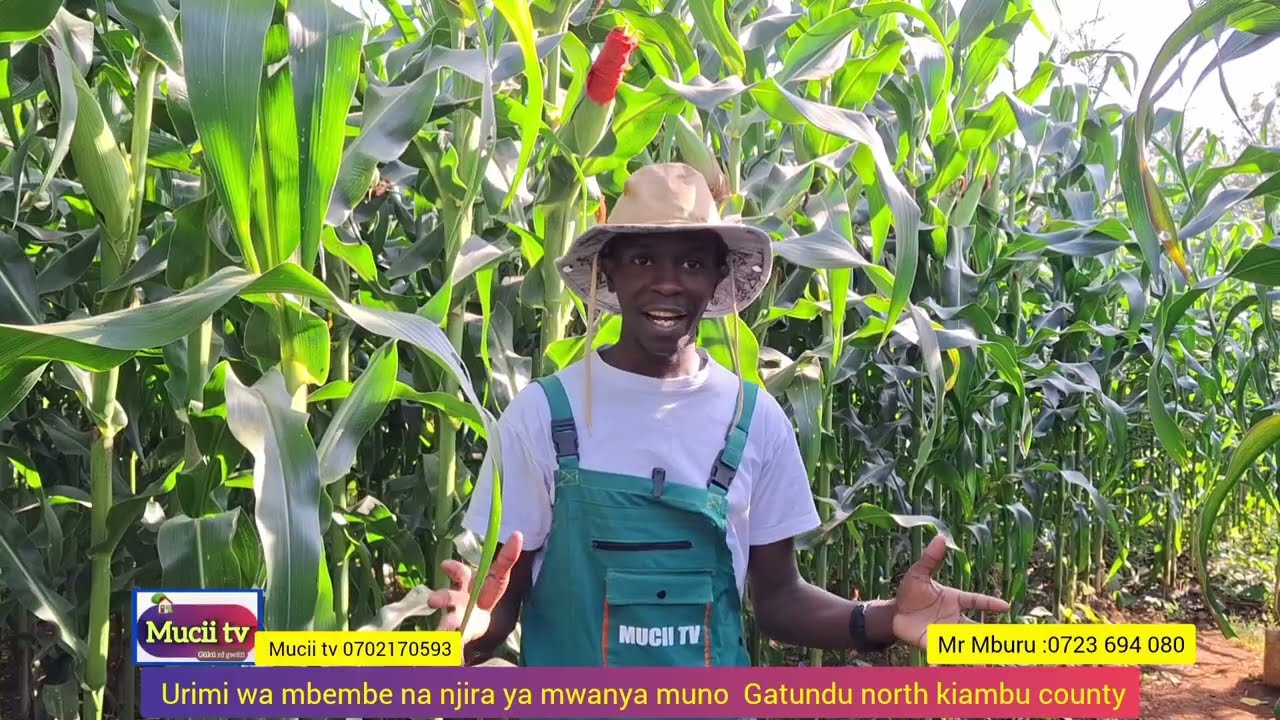 😳‼️Urimi wa mbembe na njira ya mwanya Gatundu north #farming #muciitv #trending 