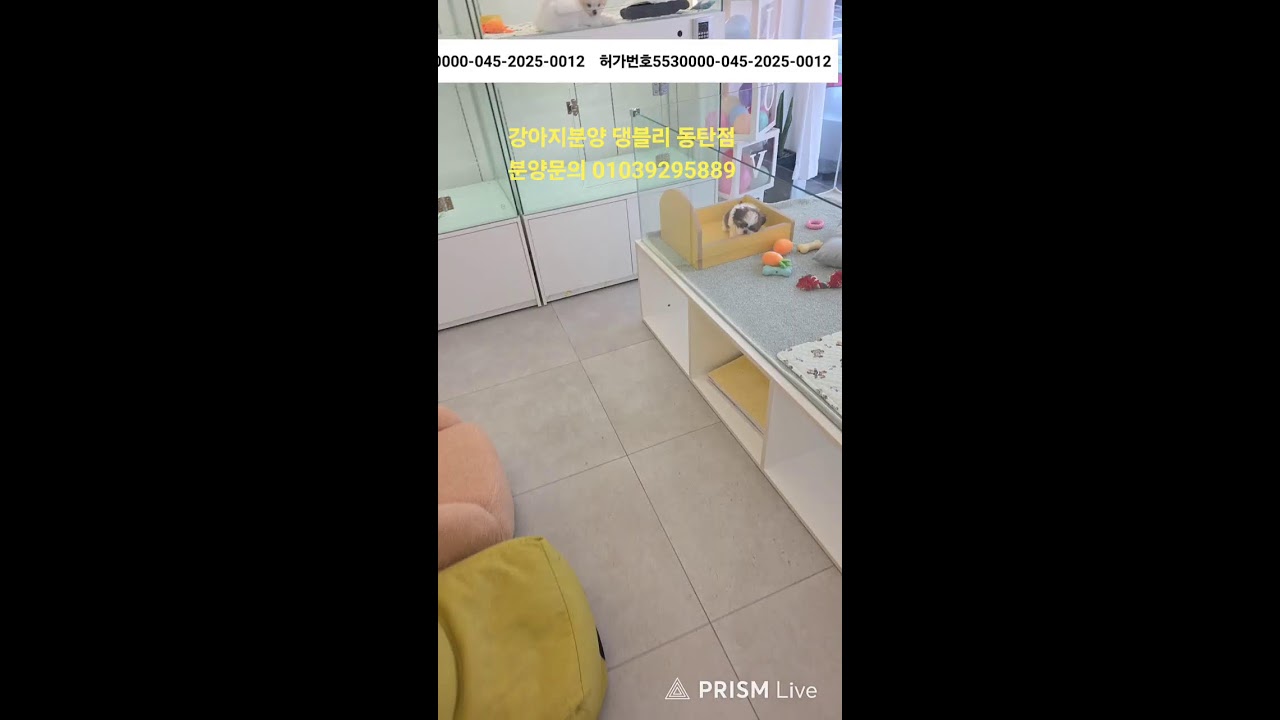 강아지분양 ♡댕블리♡ 동탄점 라이브 방송