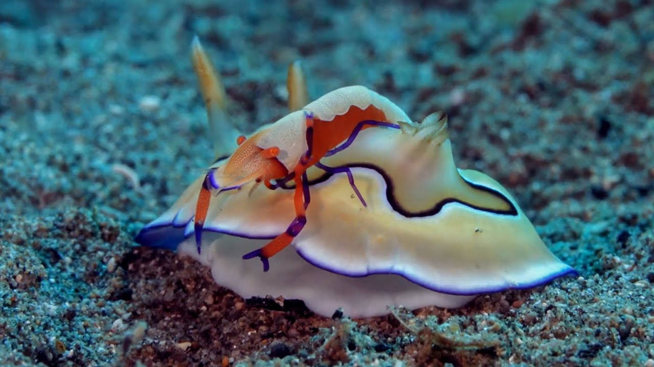 Diving Anilao 4K 2020