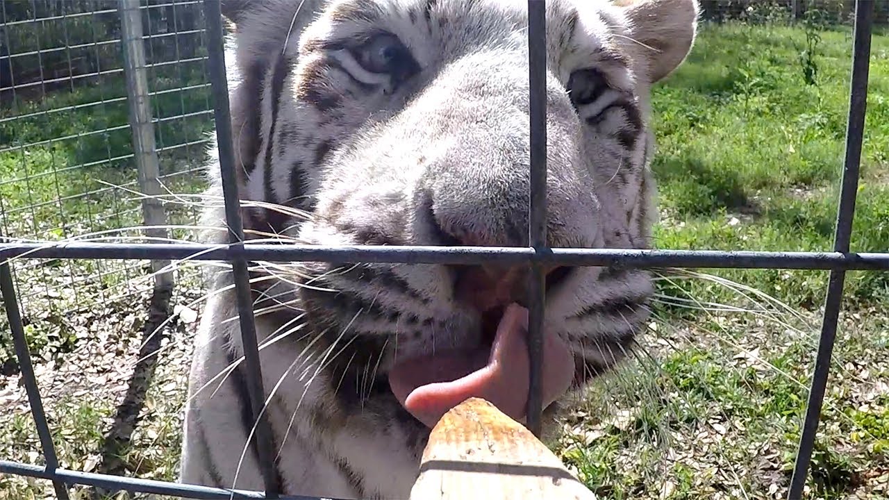 Tigers Get Treats