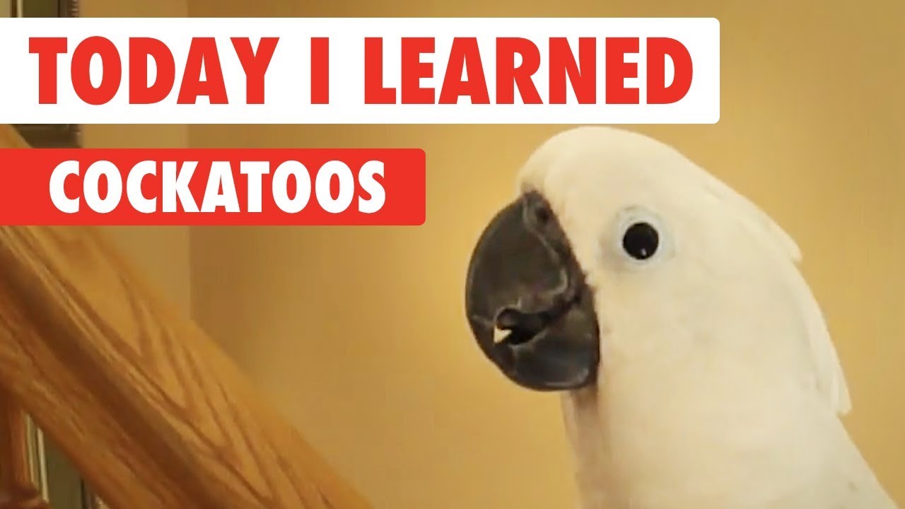 Today I Learned: Cockatoos