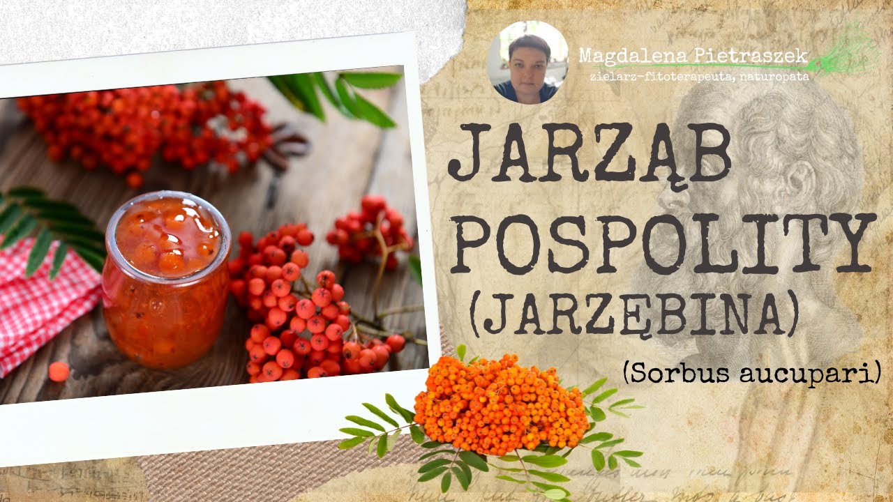 Jarzębina: Skarby i Właściwości Zdrowotne Jarzębu Pospolitego