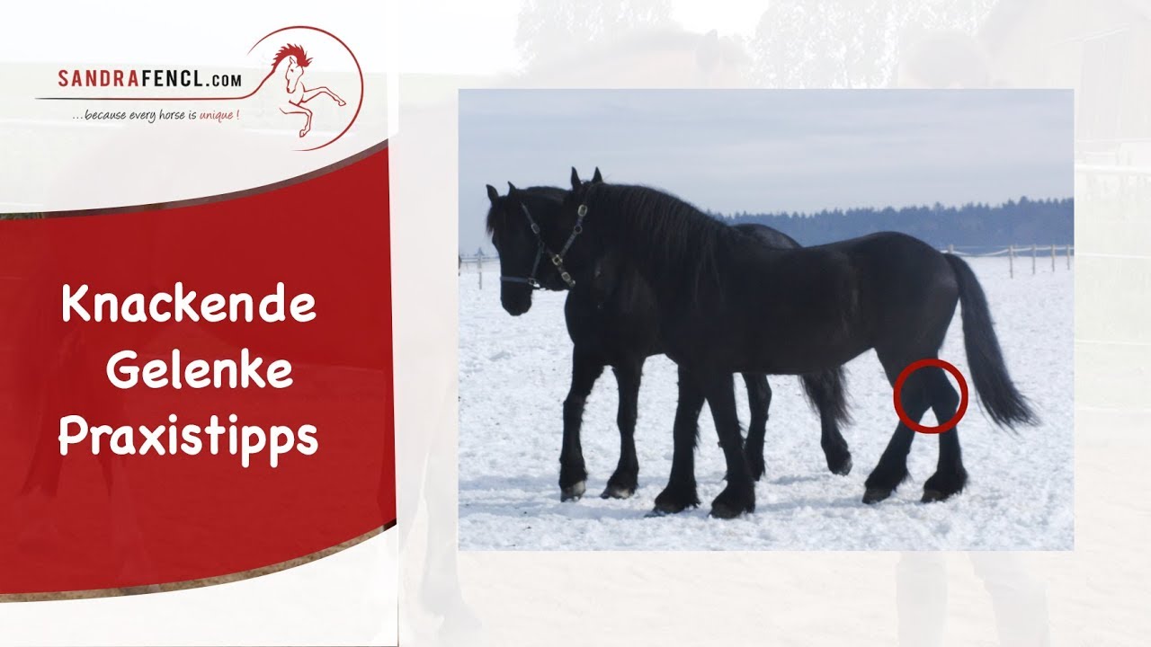 🐴 Knackende Gelenke: Wichtige Praxistipps von Sandra Fencl 🐴