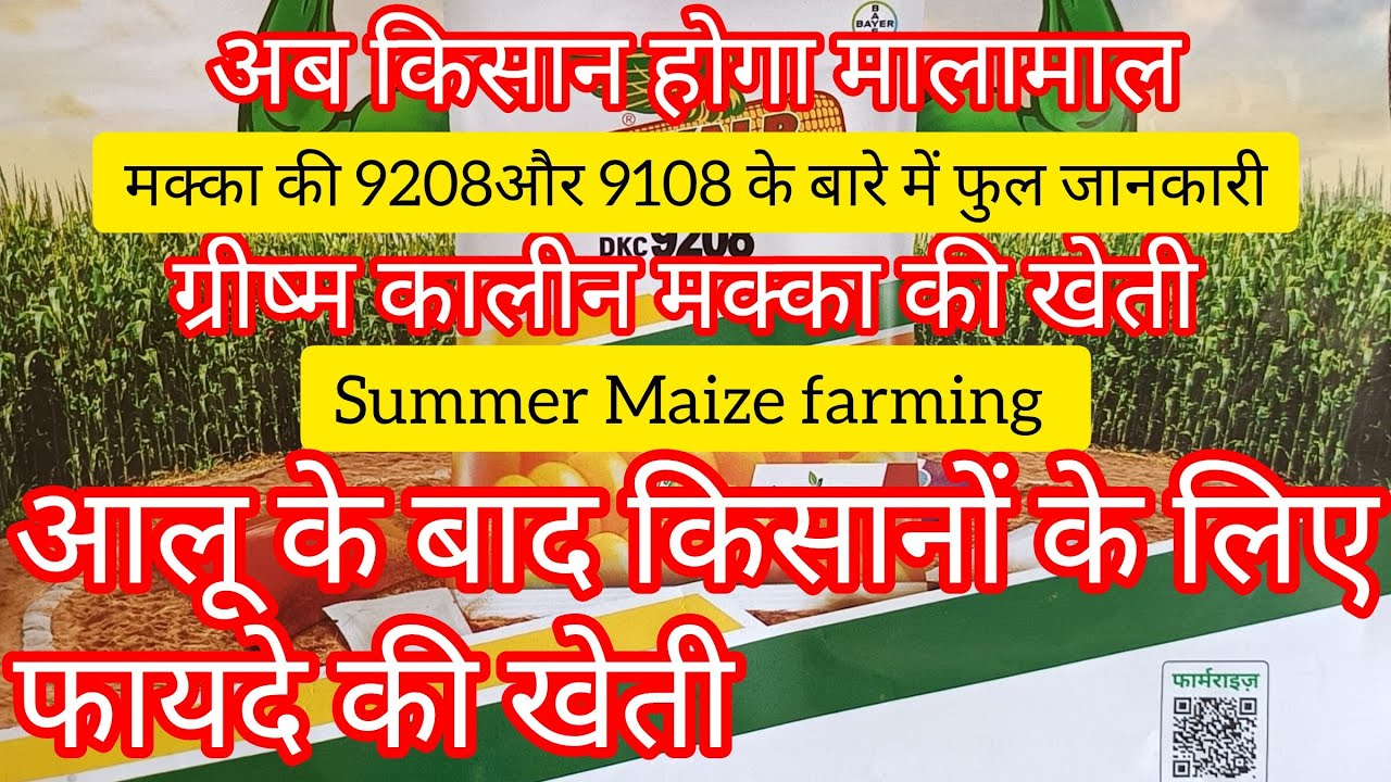 || ग्रीष्म कालीन मक्का🌽की Dekalb 9108 और 9208 वेराइटी की फुल जानकारी|| #maize_farming #corn