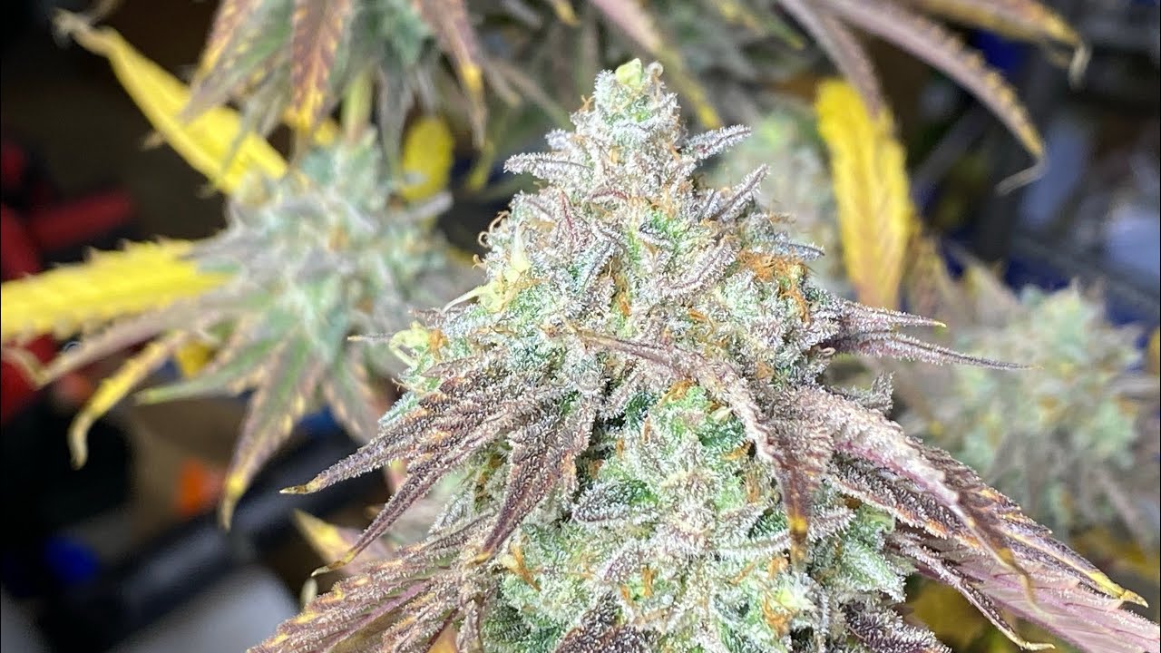 Harvest! Dos-si-Dos 33 (Dosi x Gelato) bred by Barney&rsquo;s Farm. Cannabis Grow