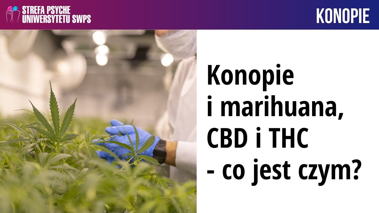 Konopie i marihuana, CBD i THC - co jest czym? - Dr n. med. Jerzy Jarosz,  Alicja Binkowska