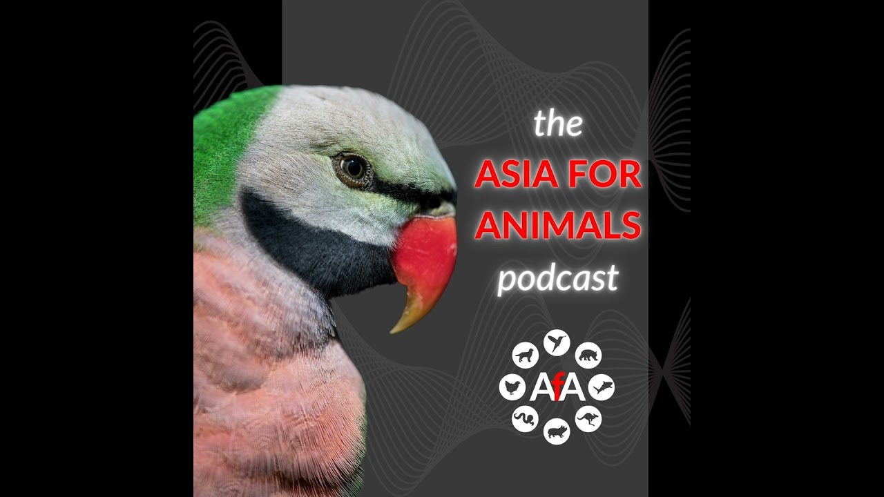 AFAD Unpacked: Voices and visions from Asia’s farmed animal advocates