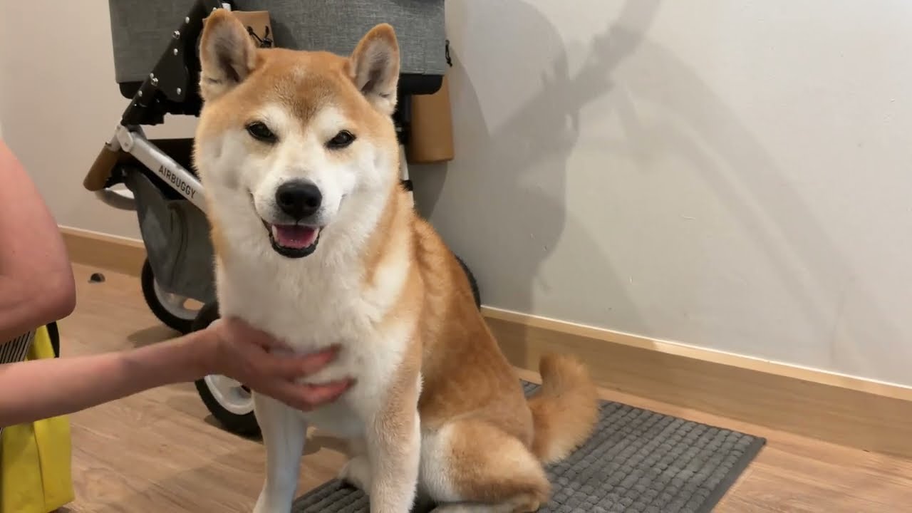 February 10, 2026 (Tue) | A Lovely Lady Came to Visit 🐕✨
